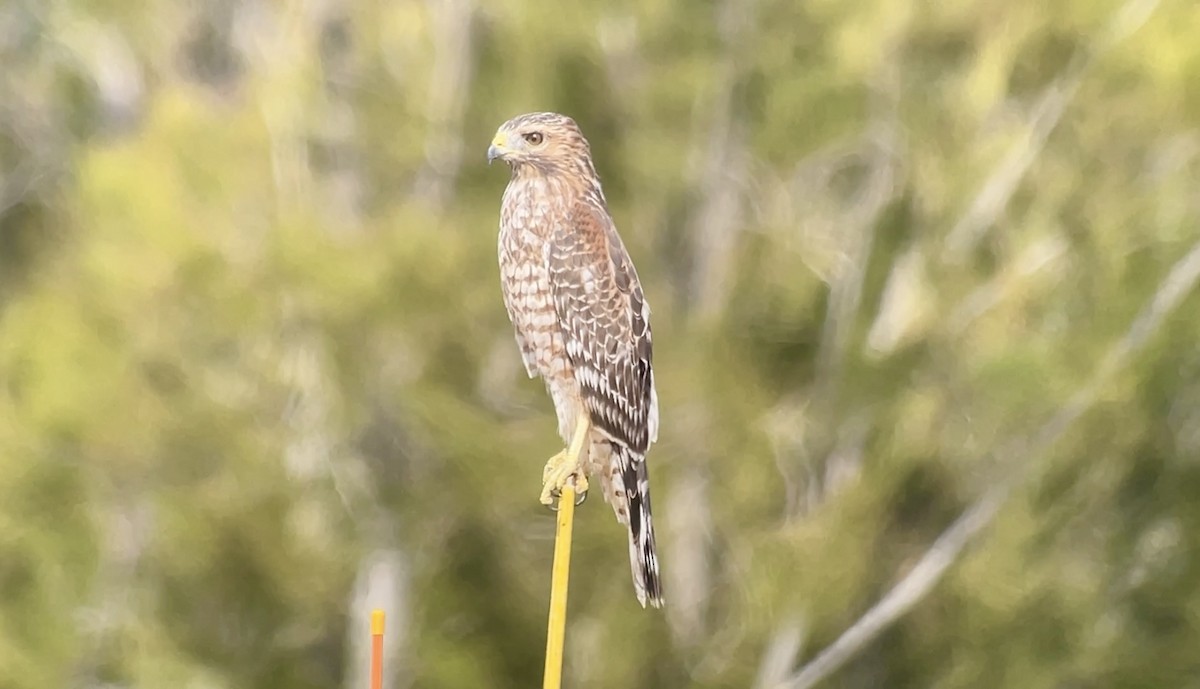 Red-shouldered Hawk - ML624013342