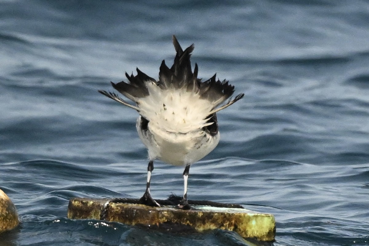 Long-tailed/Parasitic Jaeger - ML624013345