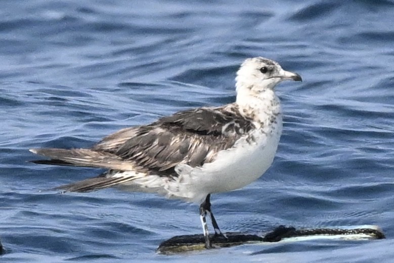 Long-tailed/Parasitic Jaeger - Khalifa Al Dhaheri