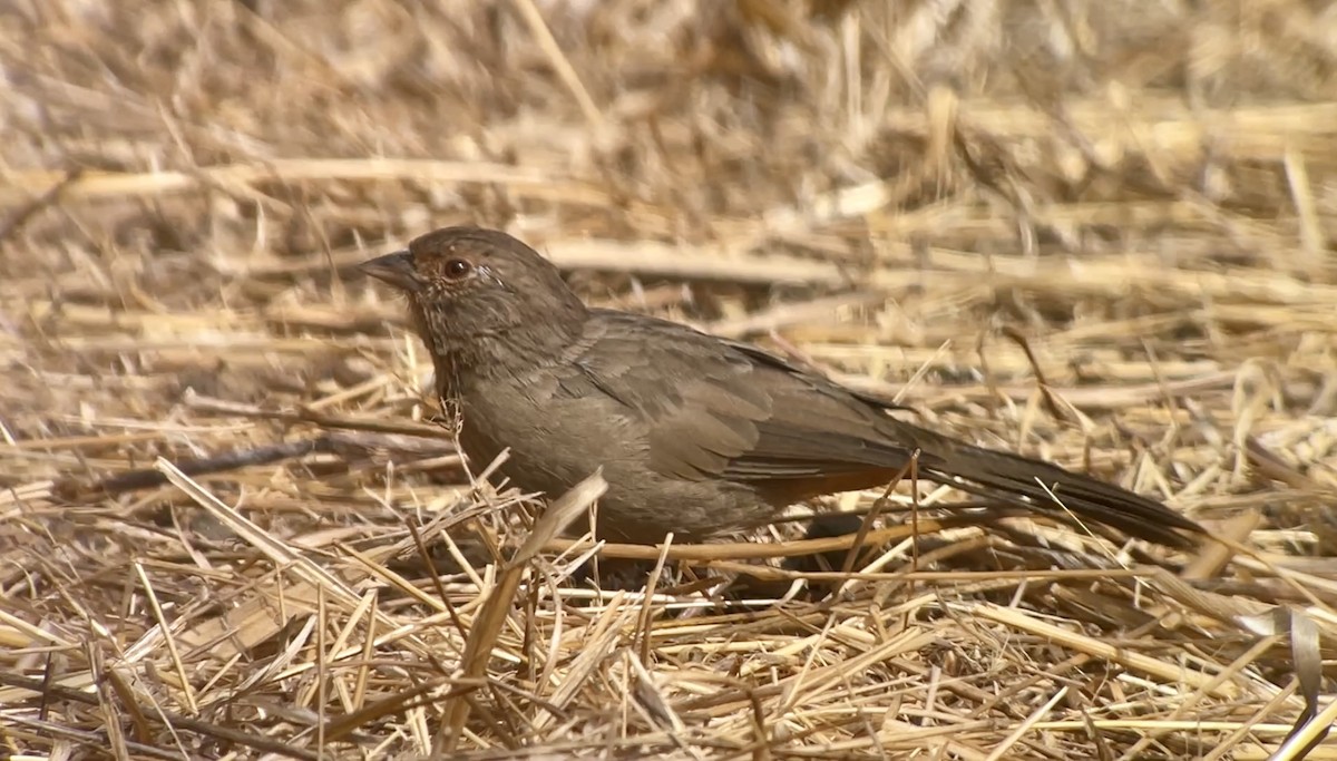 California Towhee - ML624013362