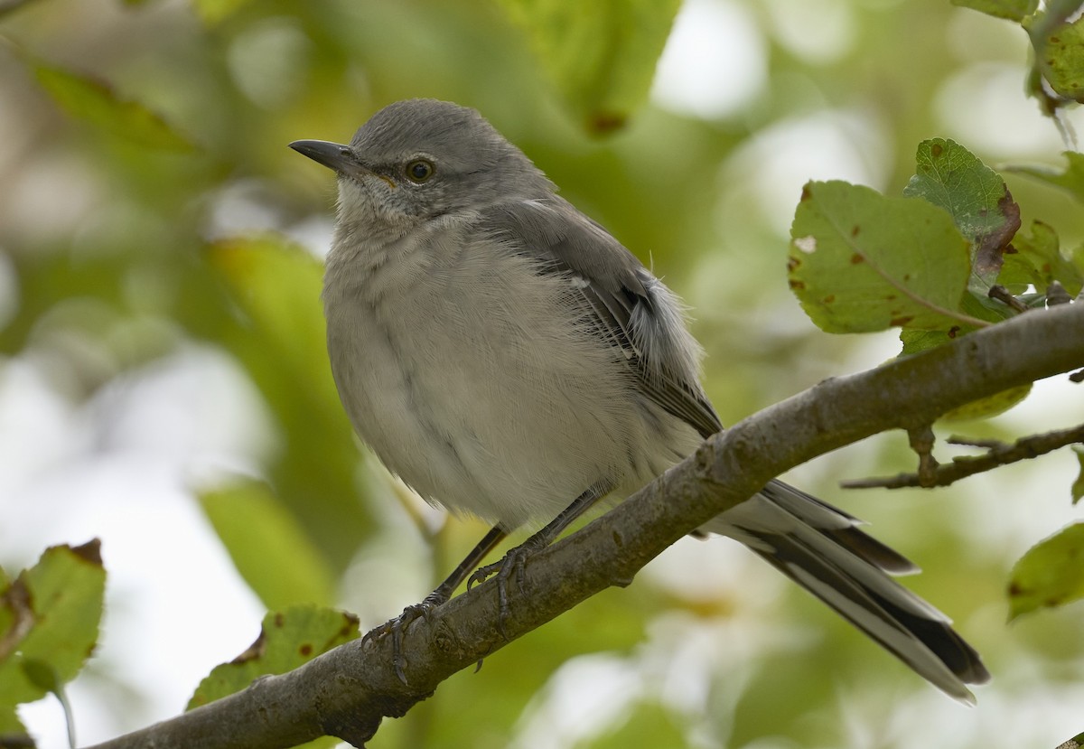 Northern Mockingbird - ML624013374