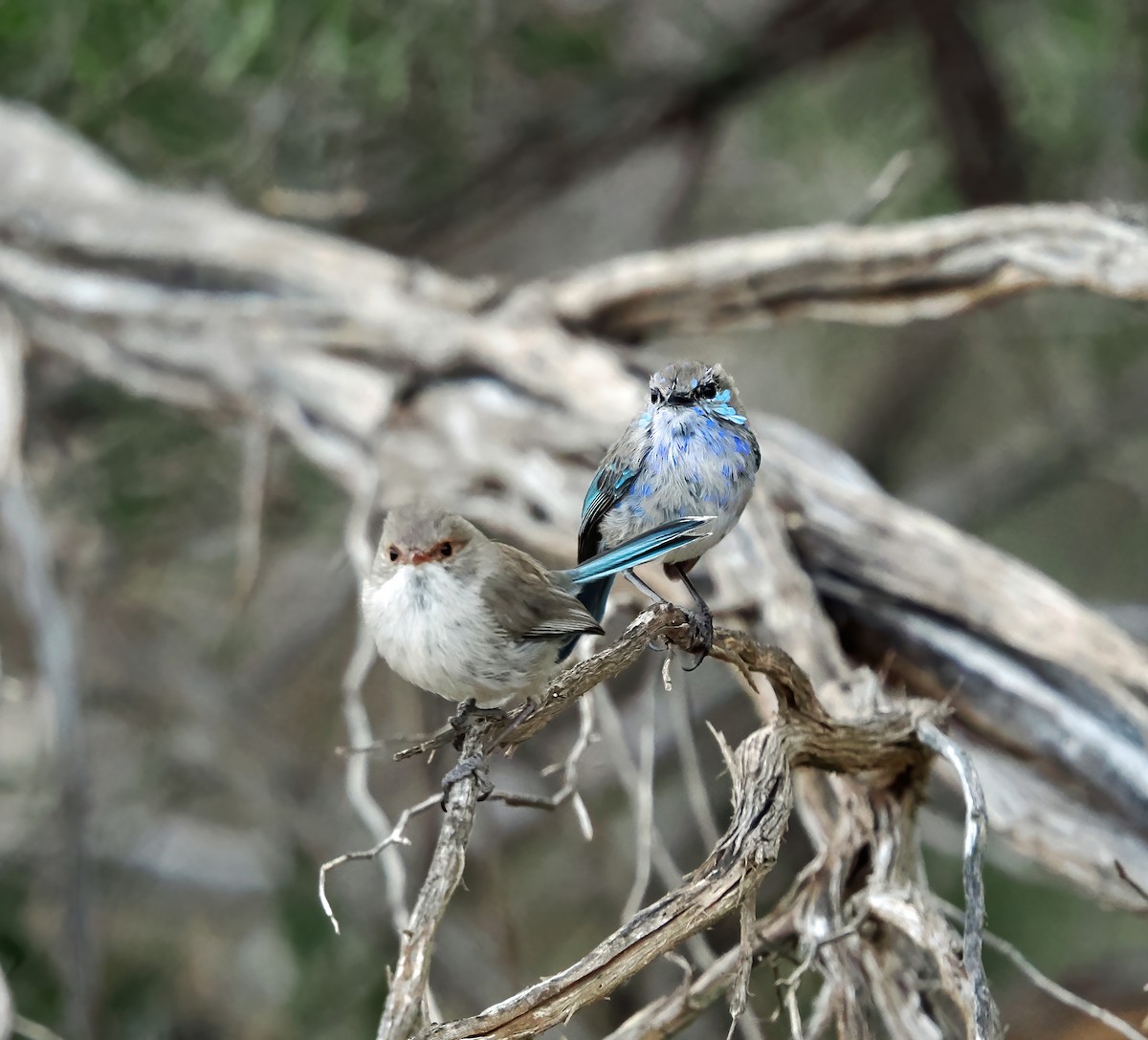 Superb Fairywren - ML624013380