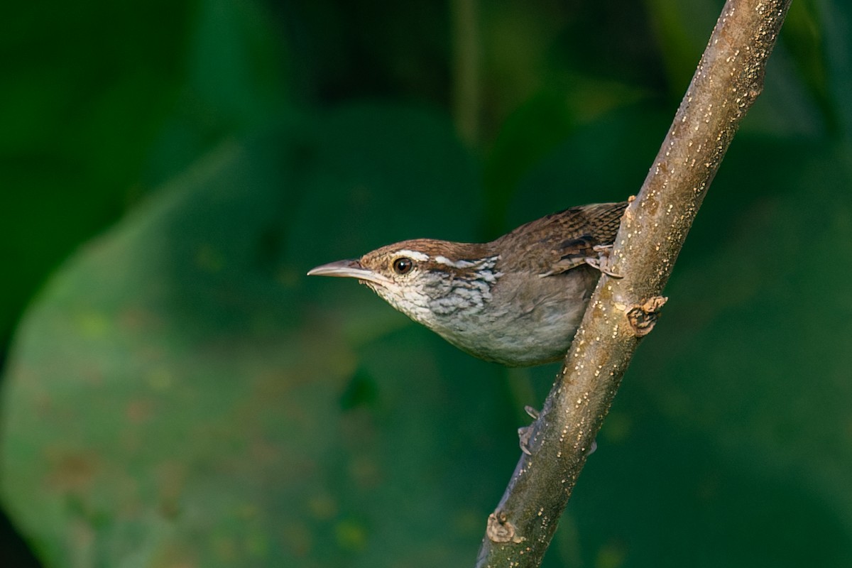 Sinaloa Wren - ML624013386