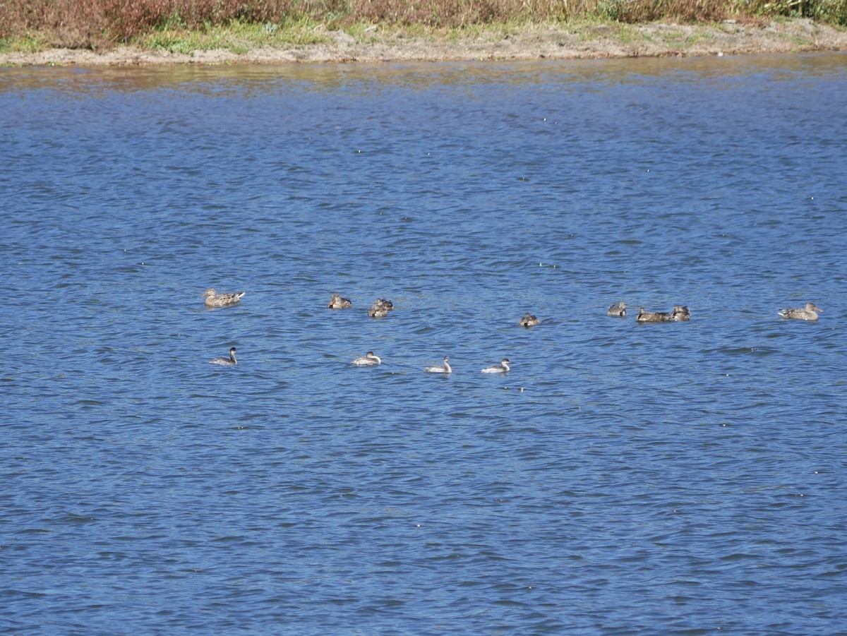 Western Grebe - ML624013388