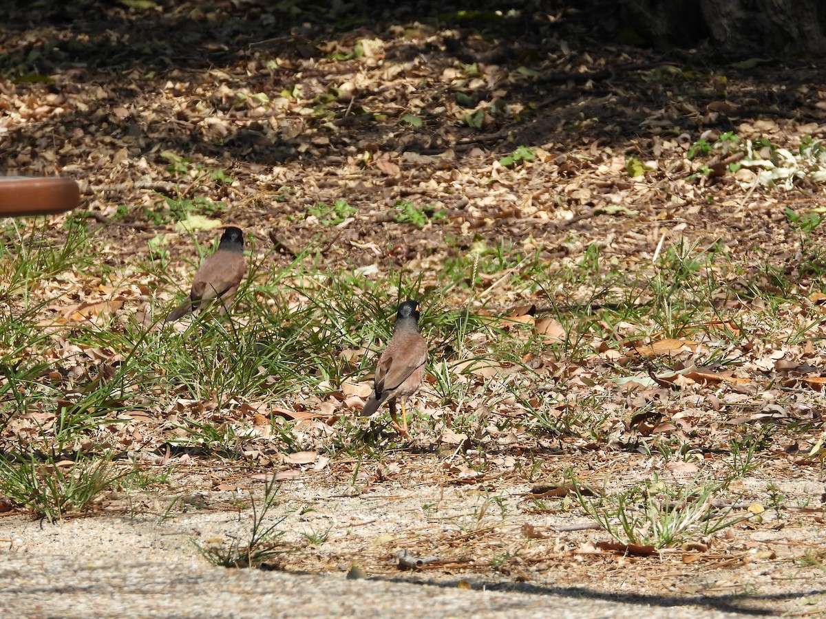 Common Myna - ML624013407