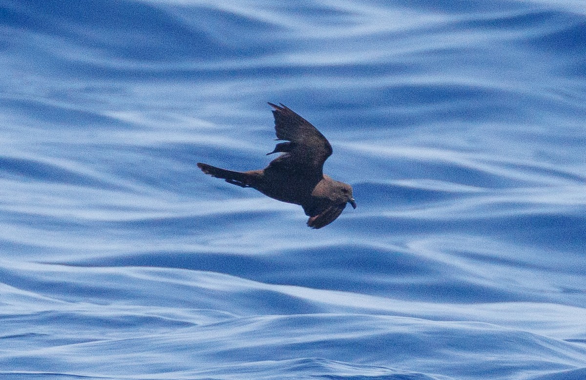 Matsudaira's Storm-Petrel - Jacob Crisp