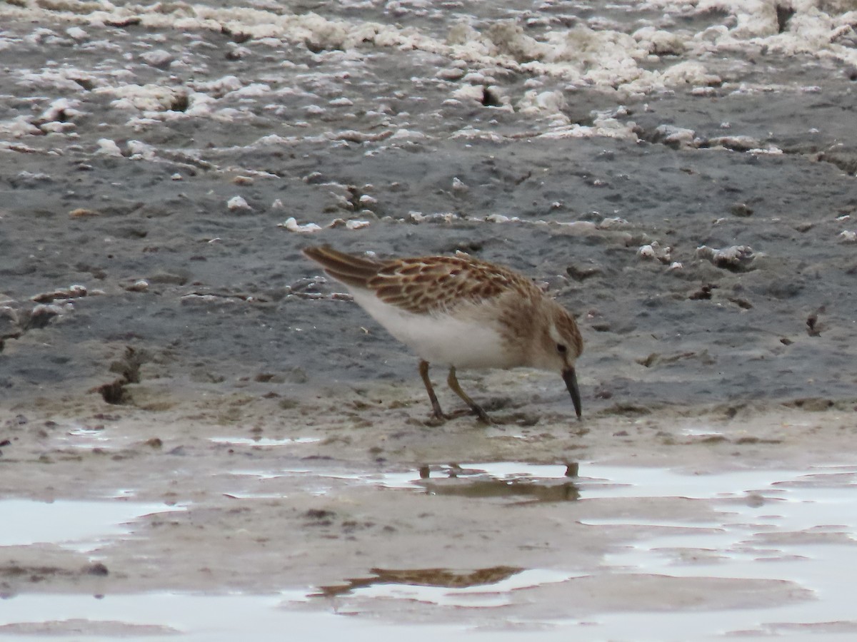 Least Sandpiper - ML624013441