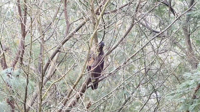 Yellow-tailed Black-Cockatoo - ML624013443