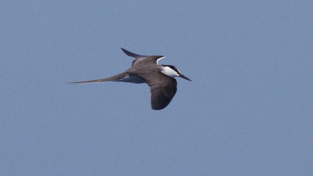 Bridled Tern - ML624013458