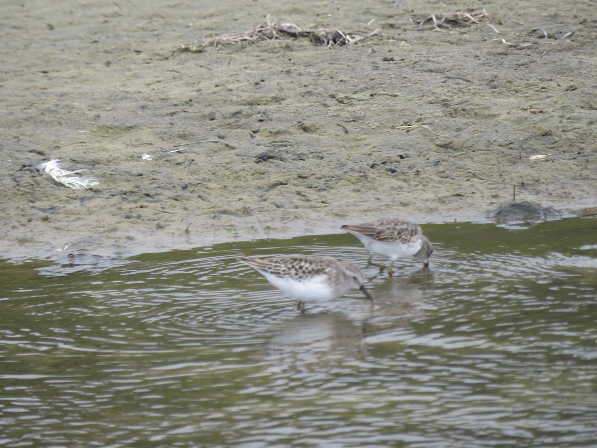 Least Sandpiper - Sue Henry