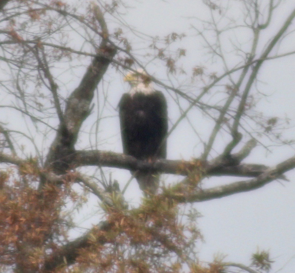 Bald Eagle - David Brotherton, cc