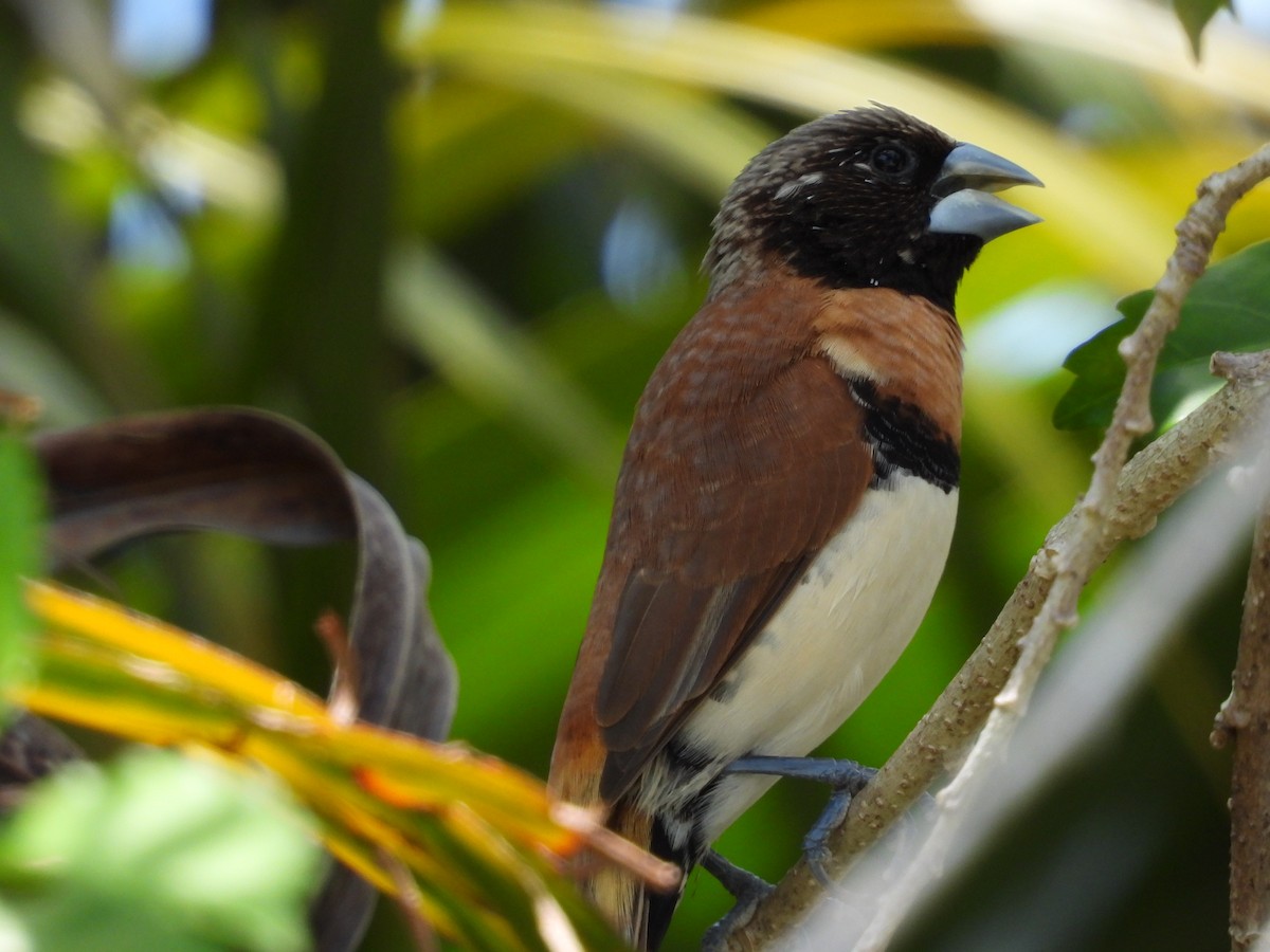 Chestnut-breasted Munia - ML624013523