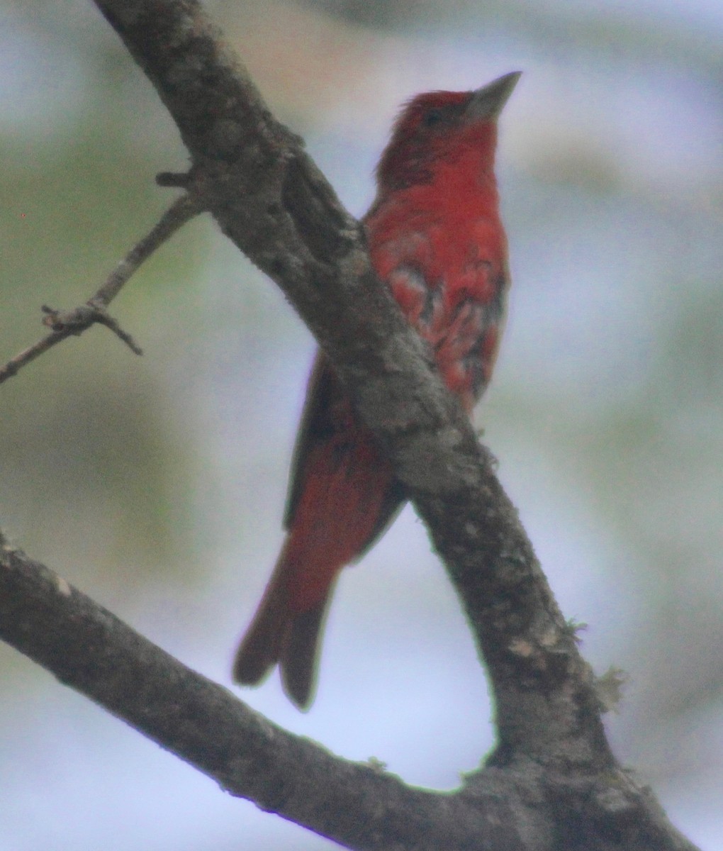 Piranga Roja - ML624013524