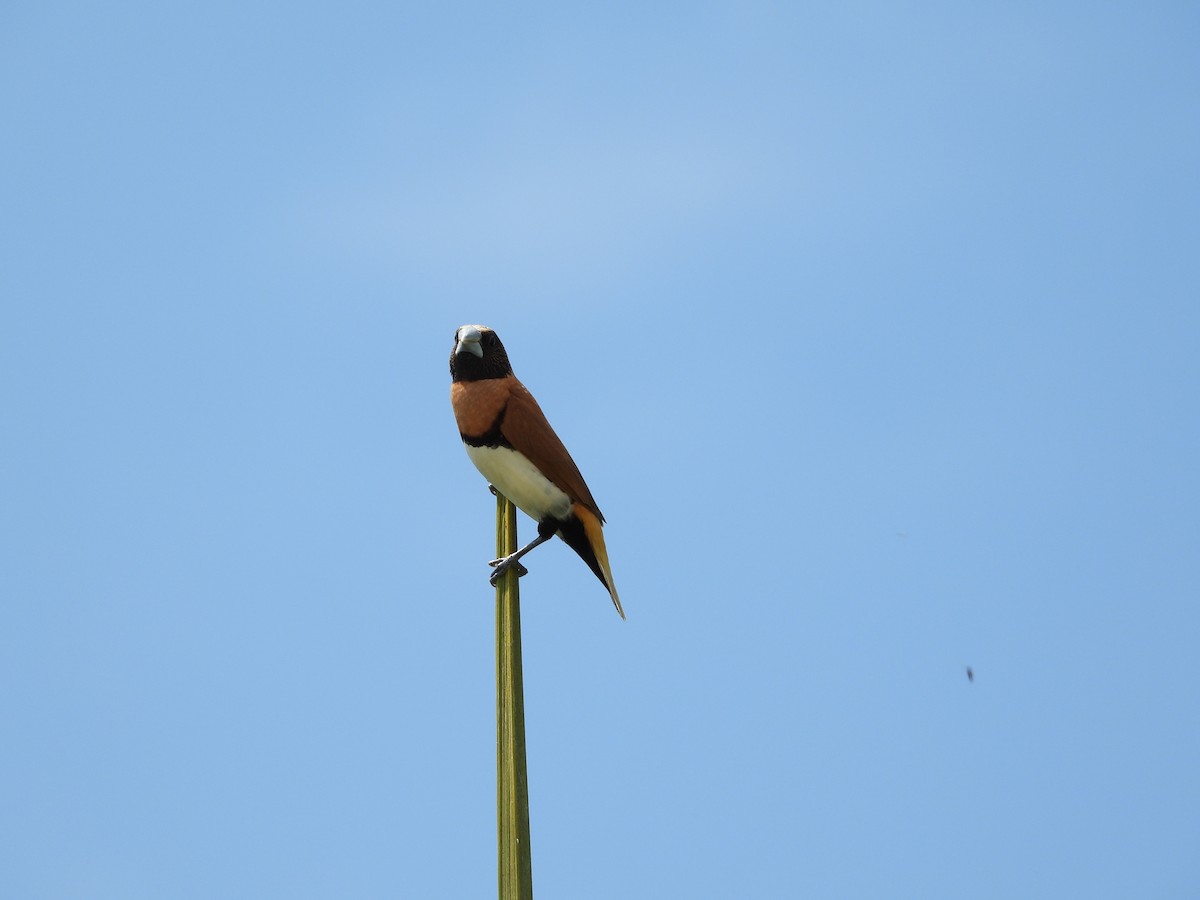 Chestnut-breasted Munia - ML624013526