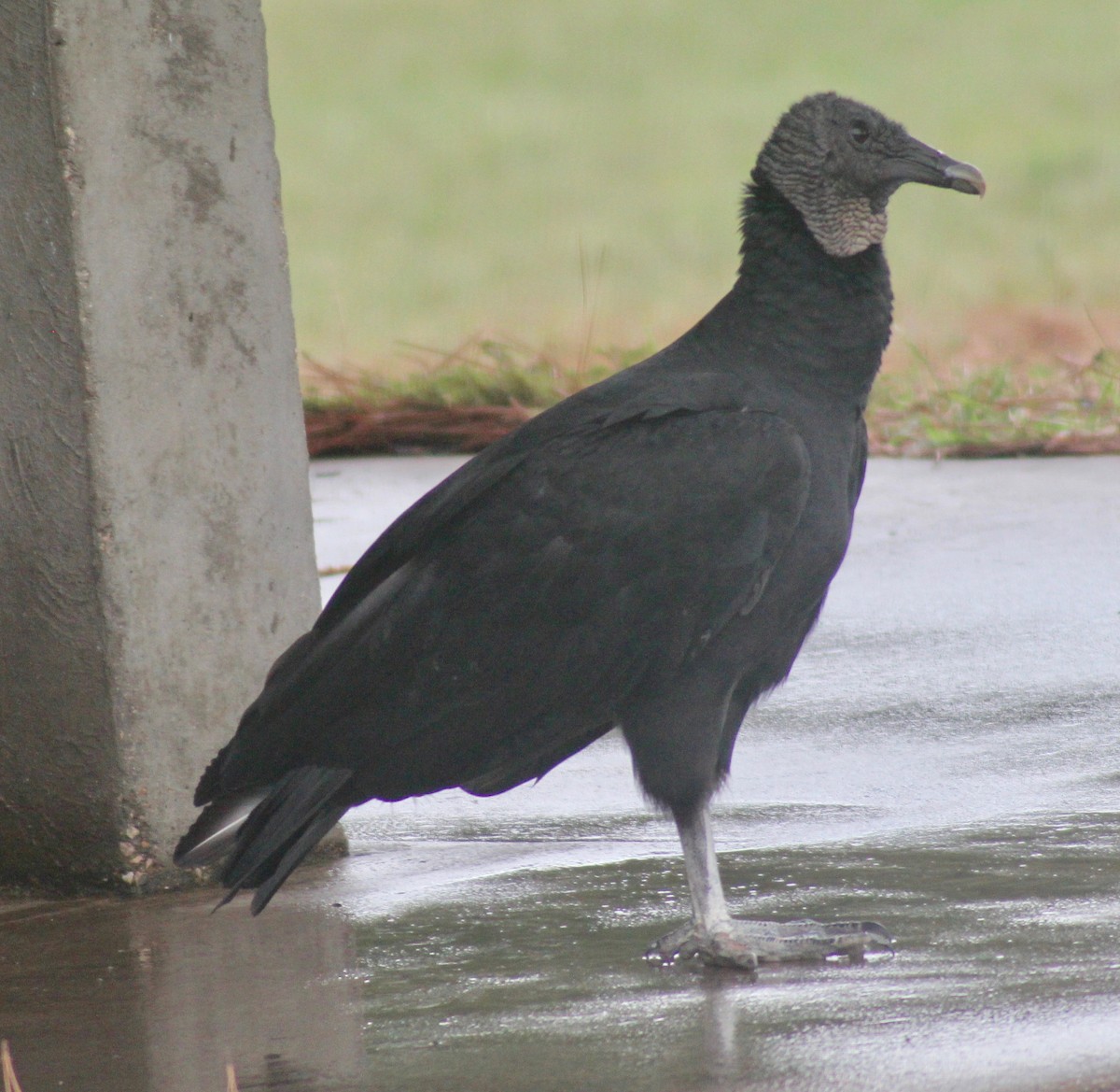 Urubu noir - ML624013531
