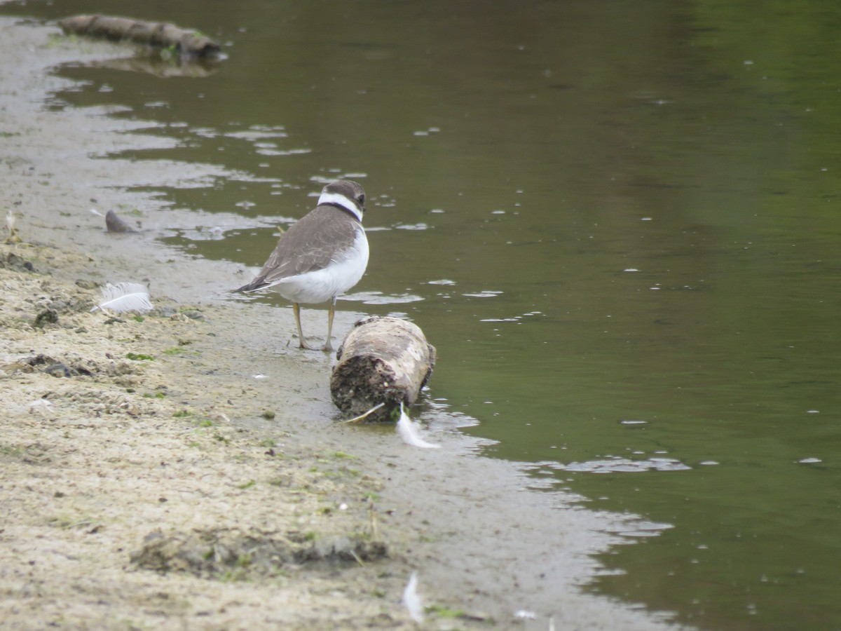 Semipalmated Plover - ML624013554