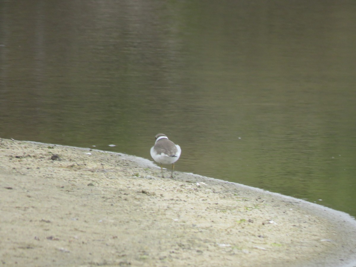 Semipalmated Plover - ML624013556