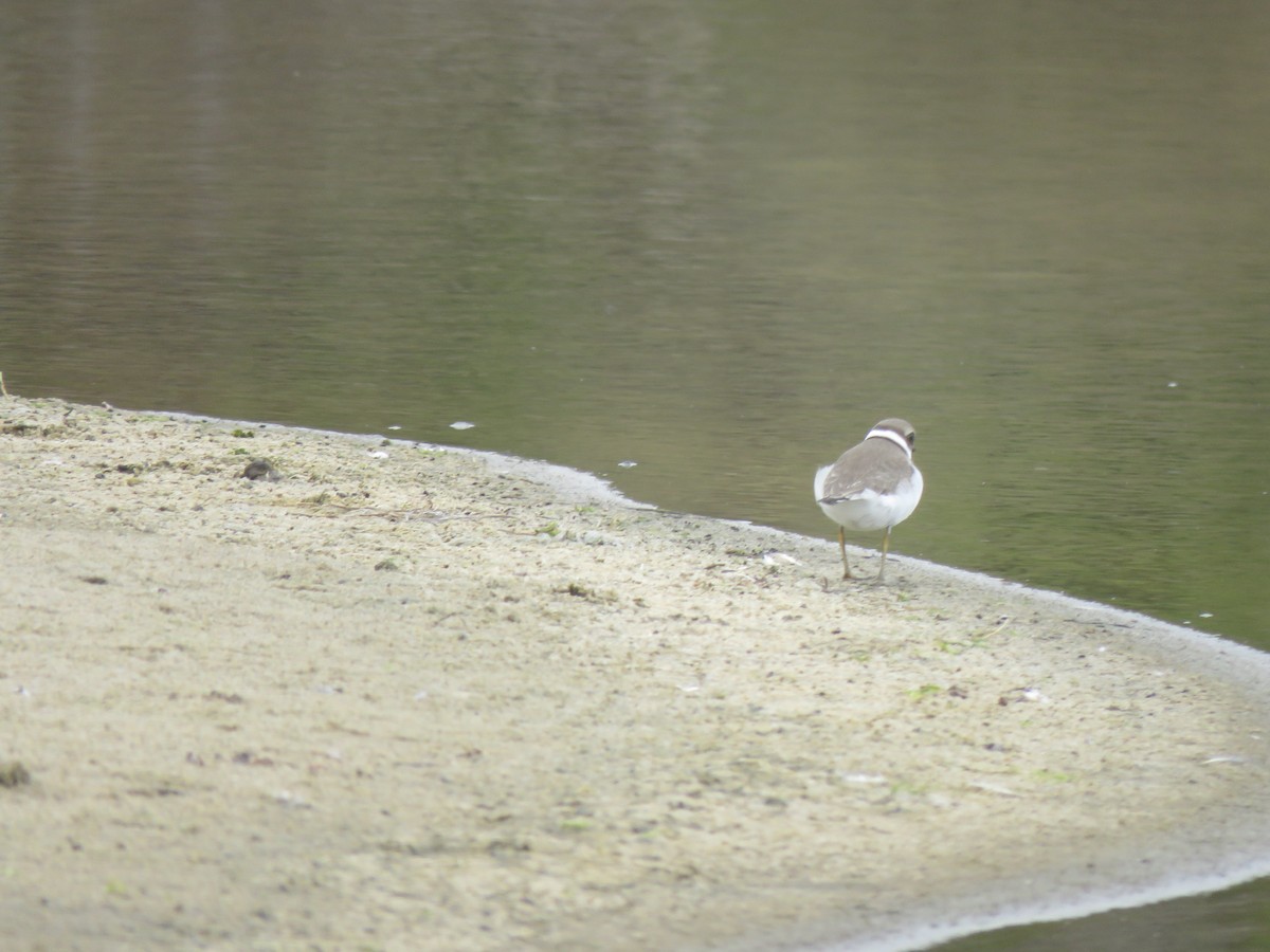 Semipalmated Plover - ML624013563