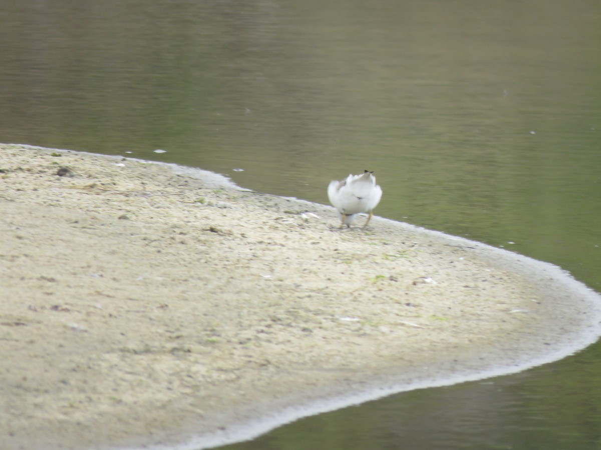 Semipalmated Plover - Sue Henry