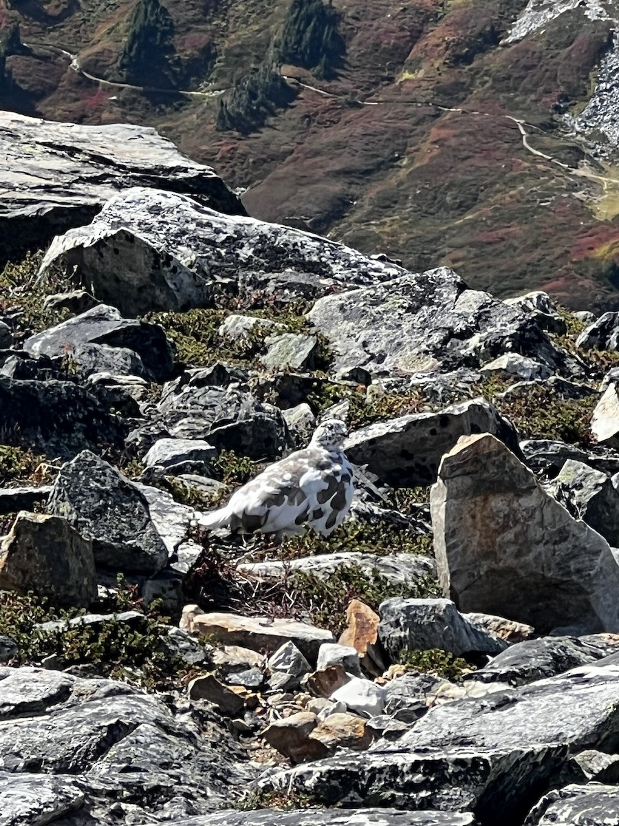 White-tailed Ptarmigan - ML624013598