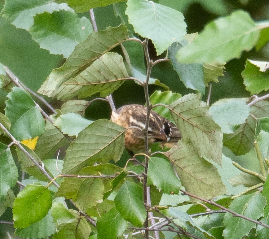 Rose-breasted Grosbeak - ML624013606