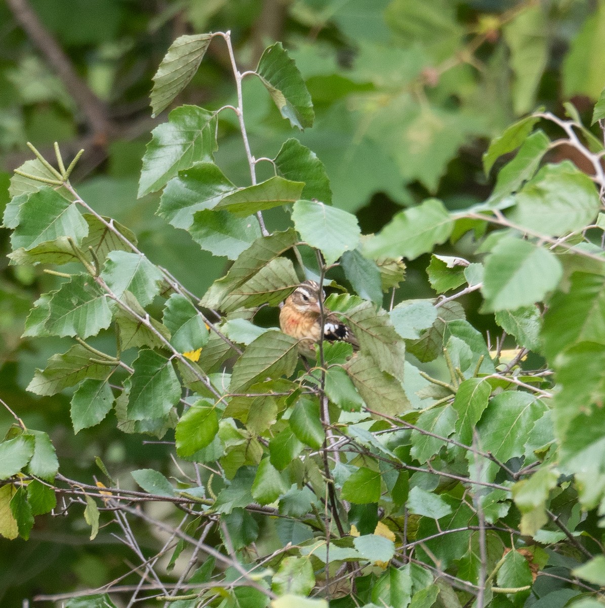 Rose-breasted Grosbeak - ML624013607