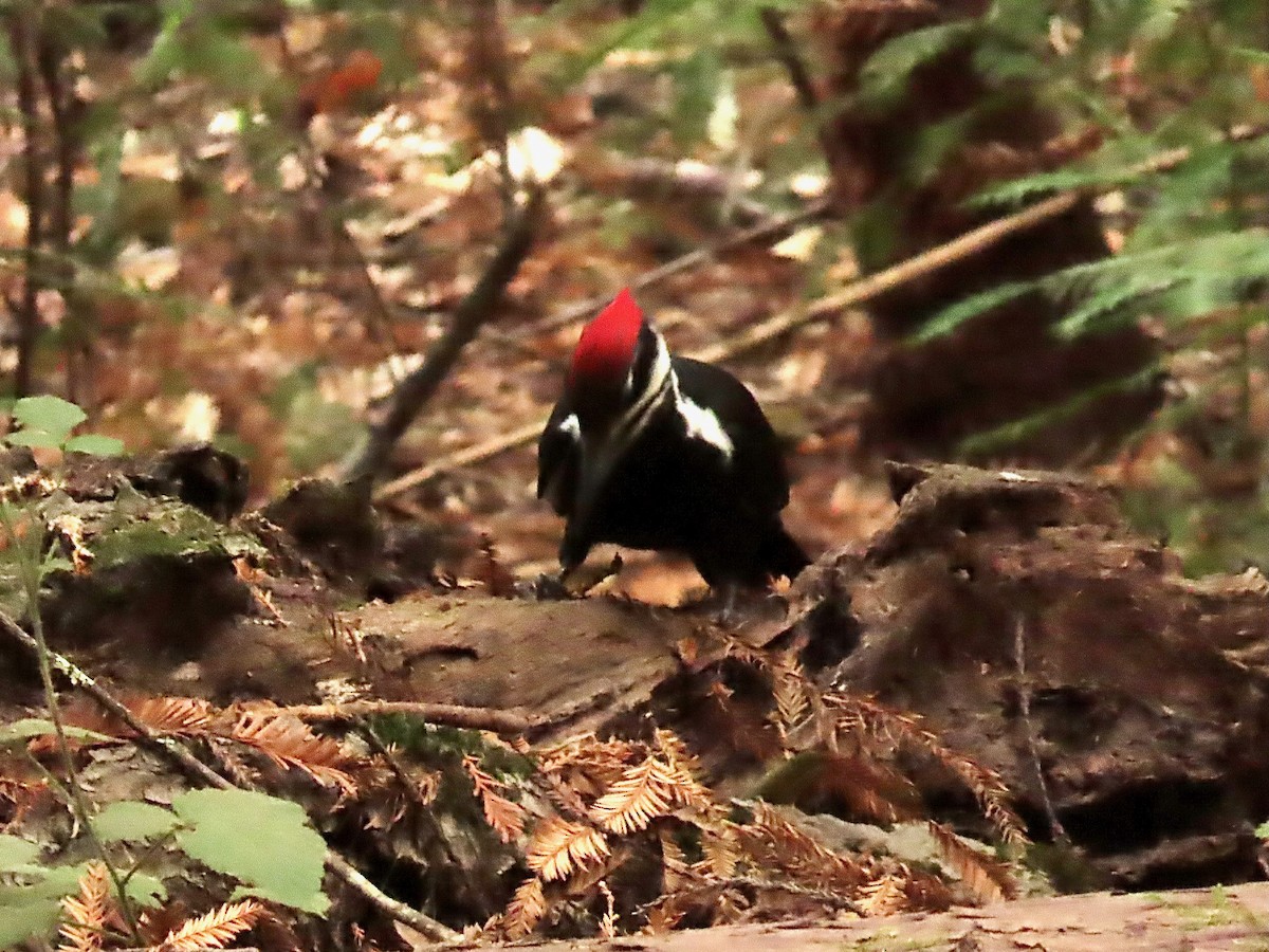 Pileated Woodpecker - Susan Cole