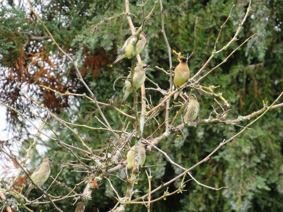 Cedar Waxwing - ML624013631