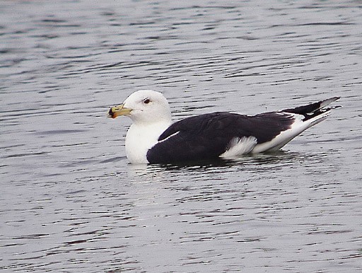 Great Black-backed Gull - ML624013633