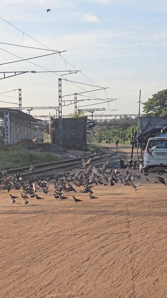 Rock Pigeon (Feral Pigeon) - VINOD KUMAR