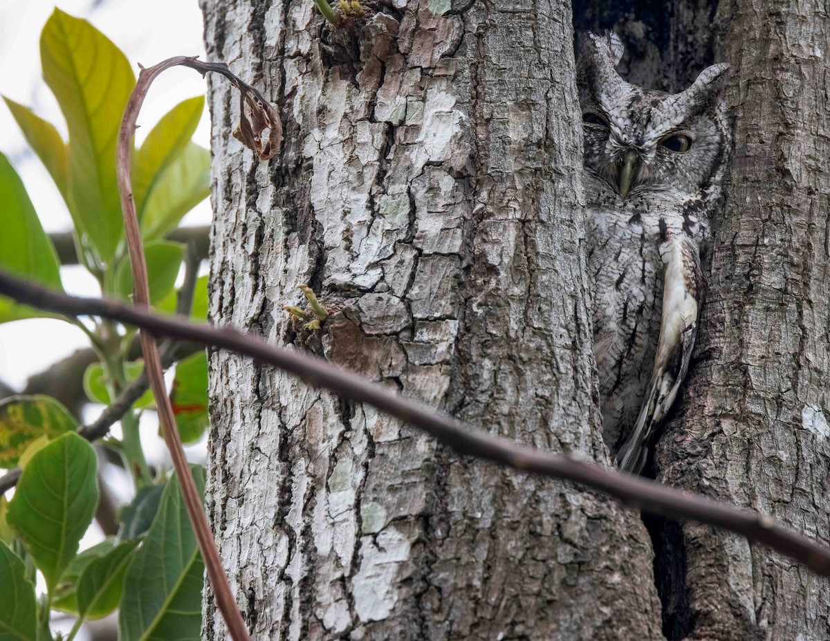 Eastern Screech-Owl - ML624013637