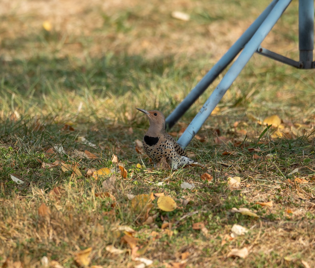 Northern Flicker - ML624013662