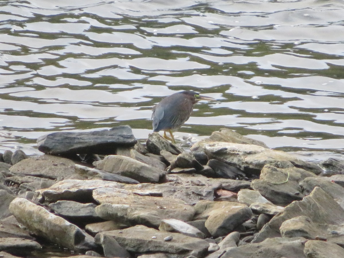 Green Heron - ML624013679