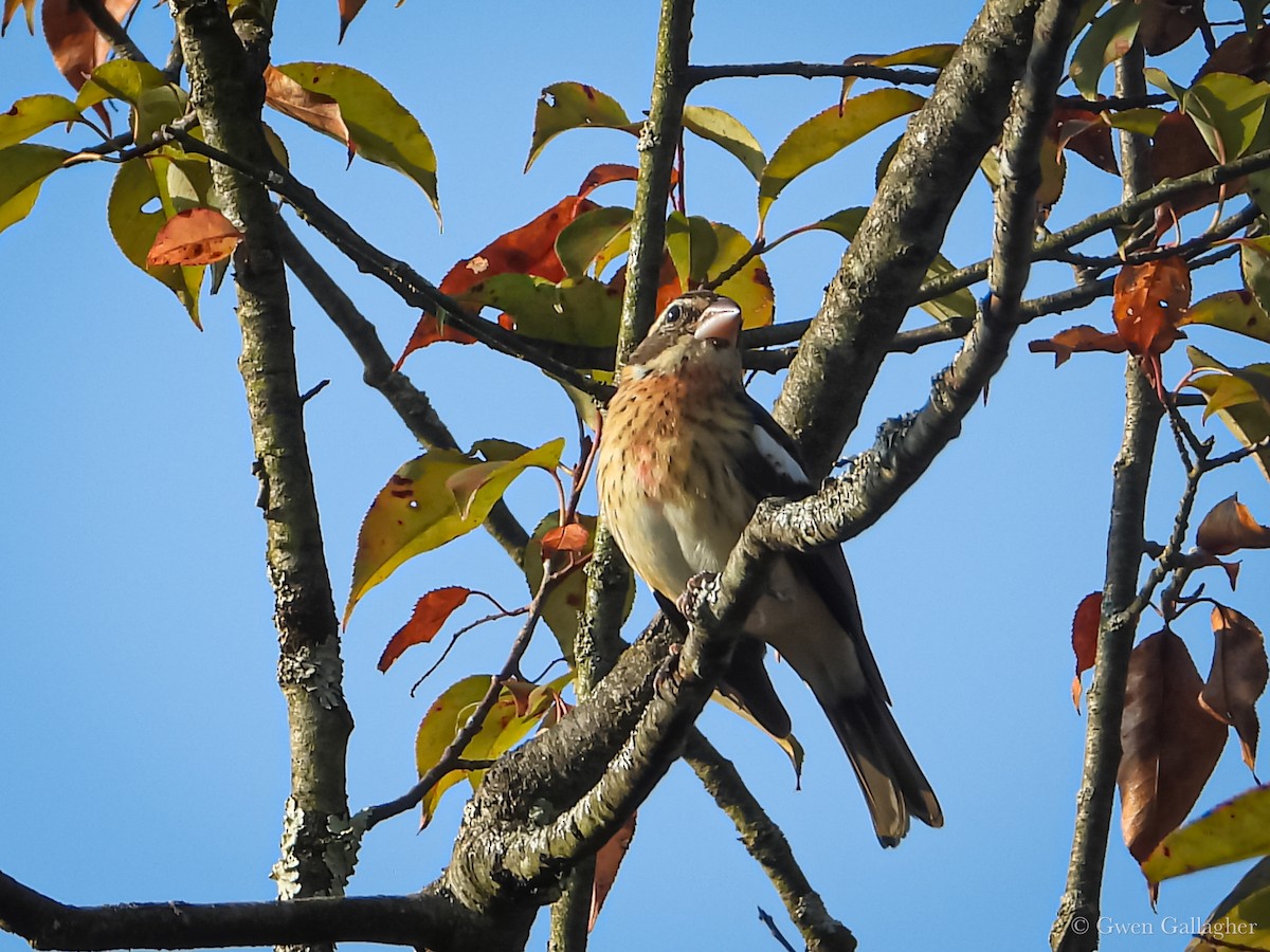 Rose-breasted Grosbeak - ML624013696