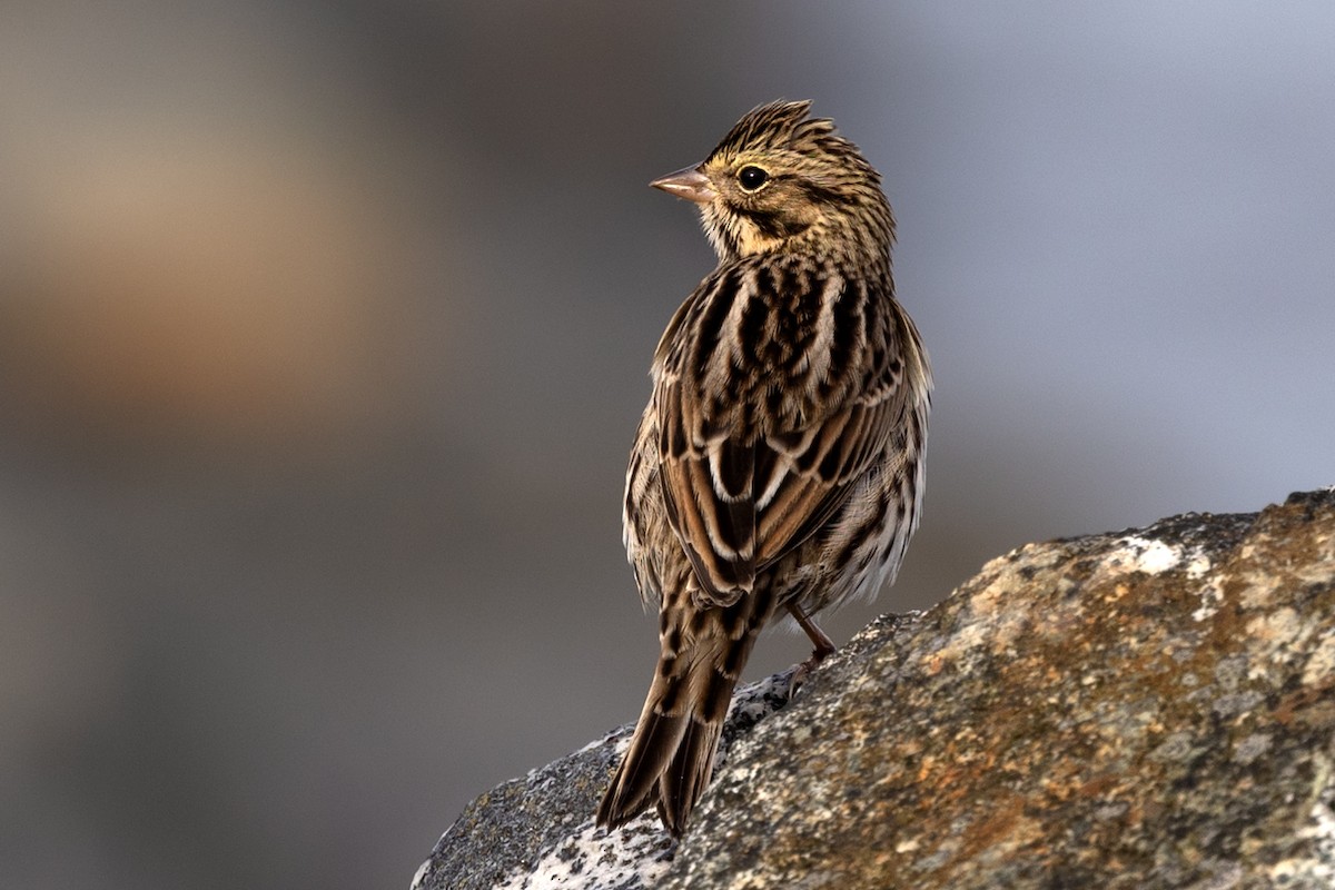 Savannah Sparrow - ML624013700