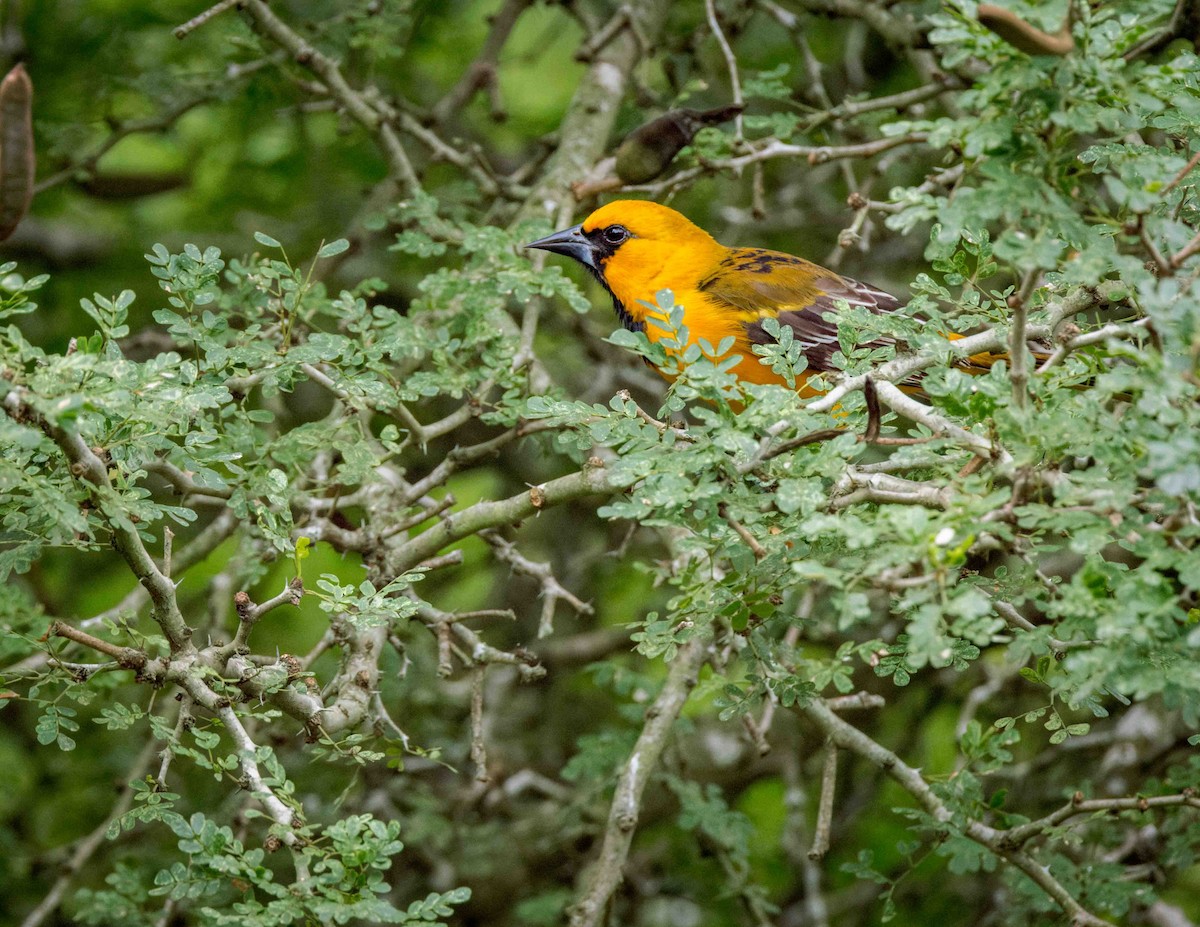 Altamira Oriole - ML624013702