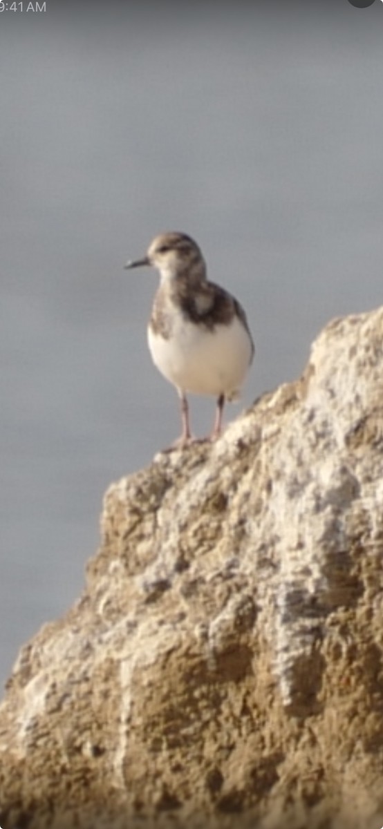 Ruddy Turnstone - Peter Herrel