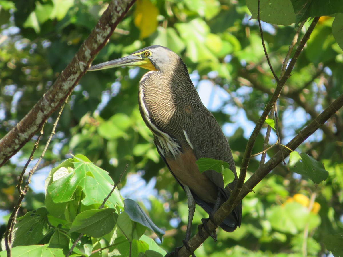 Bare-throated Tiger-Heron - ML624013714