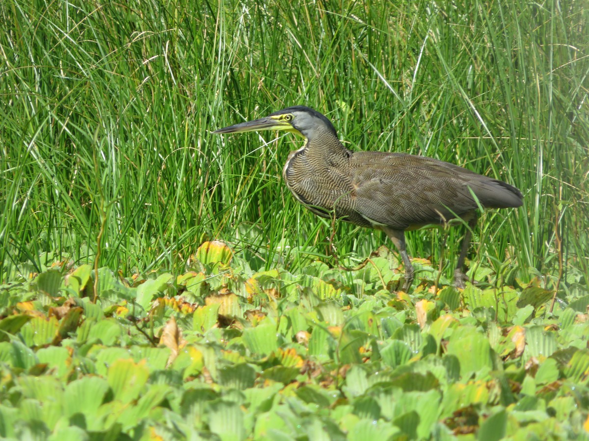 Bare-throated Tiger-Heron - ML624013715