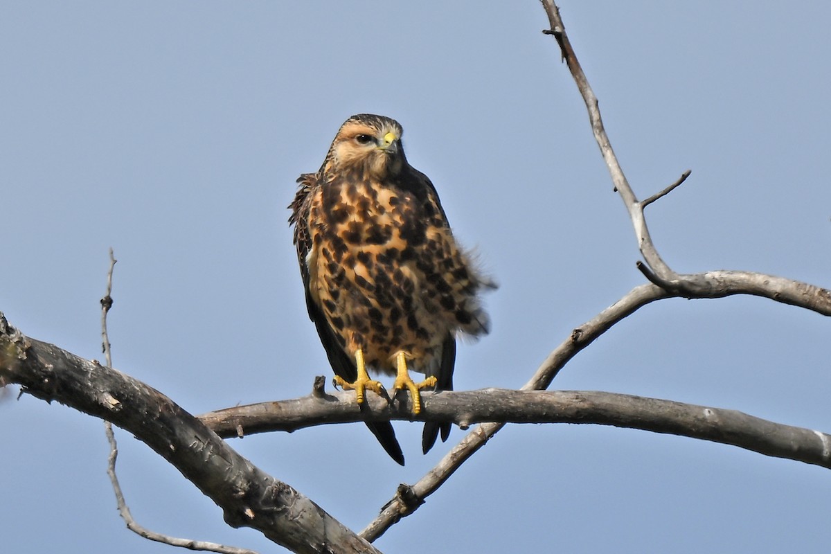 Swainson's Hawk - ML624013718