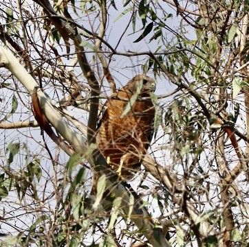 Red-shouldered Hawk - ML624013738