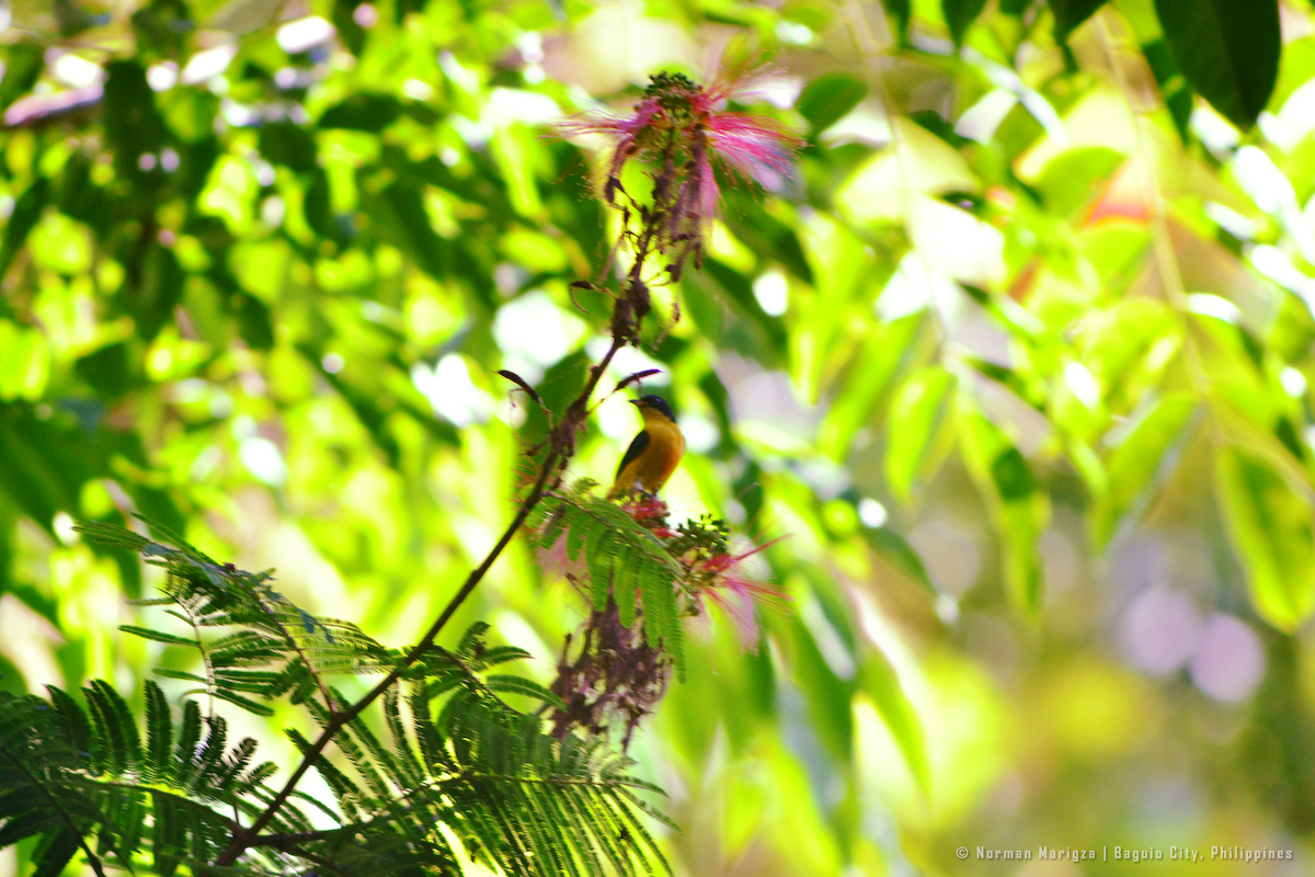 Orange-bellied Flowerpecker - ML624013755