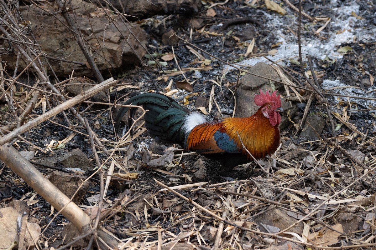 Red Junglefowl - ML624013762