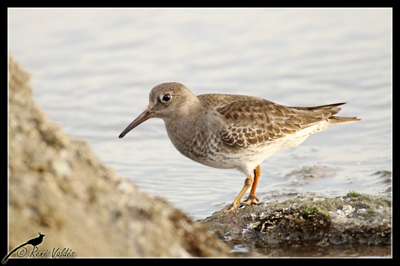 Purple Sandpiper - ML624013763