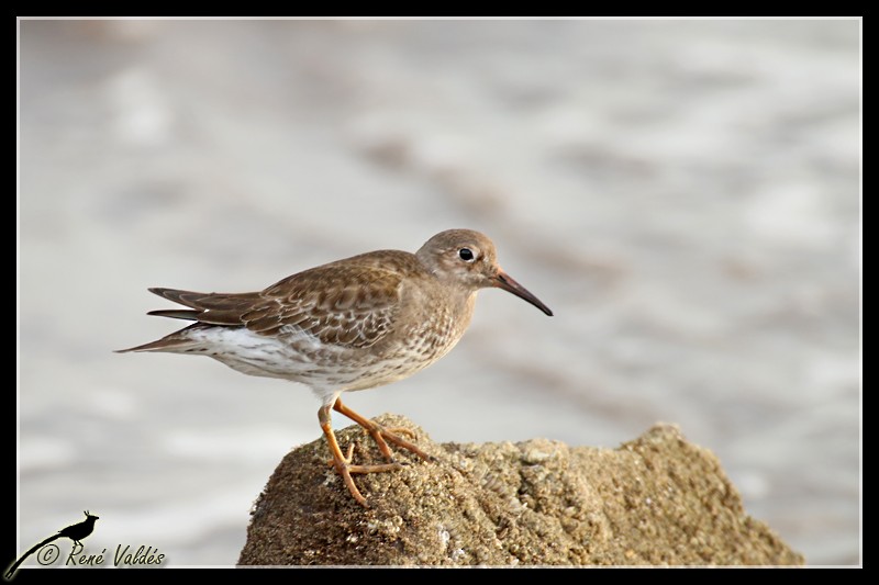 Purple Sandpiper - ML624013764