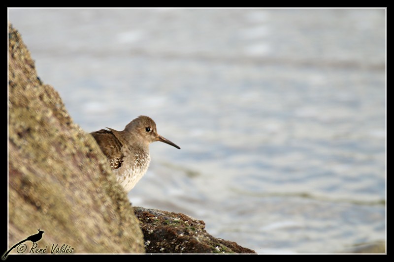 Purple Sandpiper - ML624013765