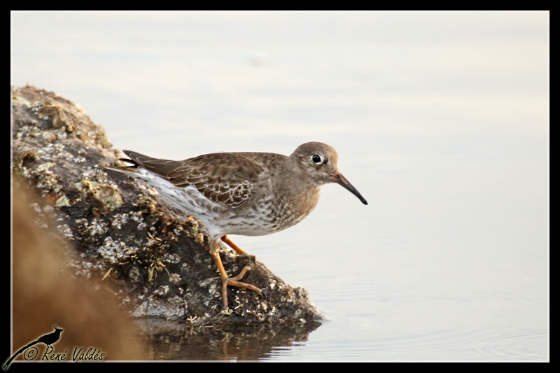 Purple Sandpiper - Rene Valdes 🦜