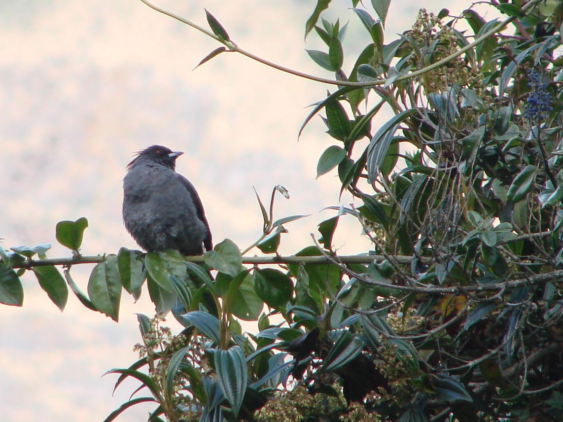 Red-crested Cotinga - ML624013768