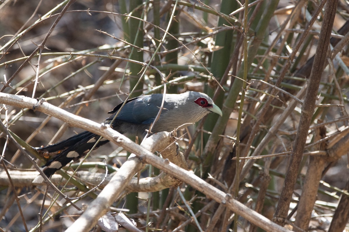 Green-billed Malkoha - ML624013774