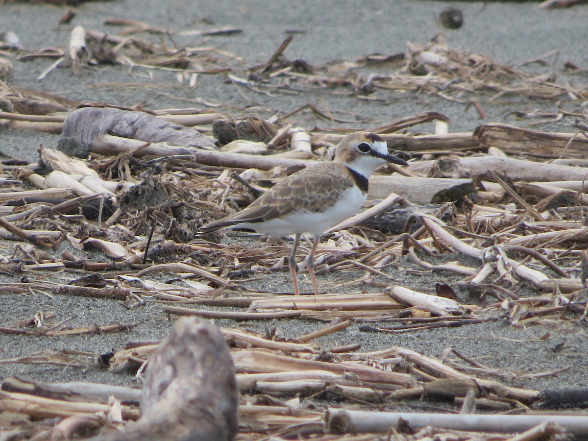 Collared Plover - ML624013784